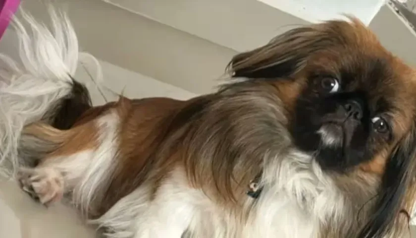 El chofer, al parecer, se opuso a que el can viajara en la cabina del bus. 