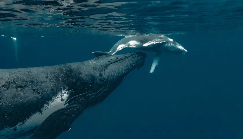 ​Colombia e​s un país privilegiado por ser paso y refugio de cetáceos, como la ballena yubarta.