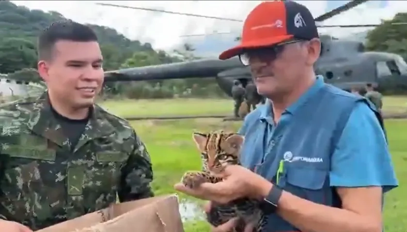 El tigrillo fue trasladado en helicóptero hasta Yopal, Casanare.