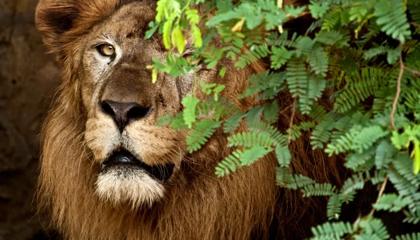 Es un león macho de tres años, nacido en el Bioparque Wakatá (Cundinamarca). 