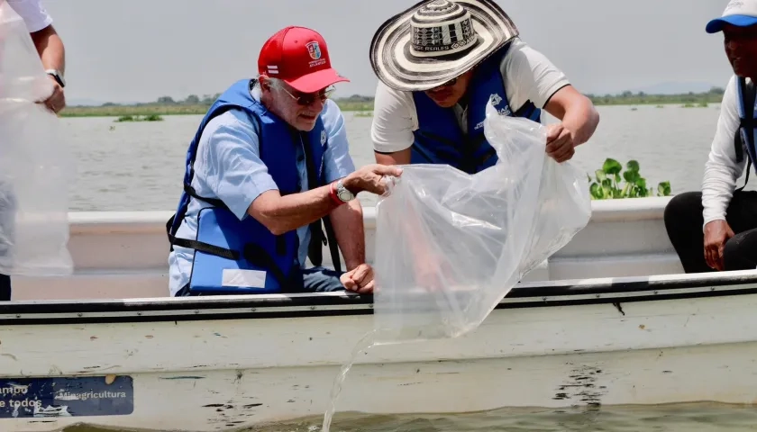 Siembra de alevinos de bocachico.