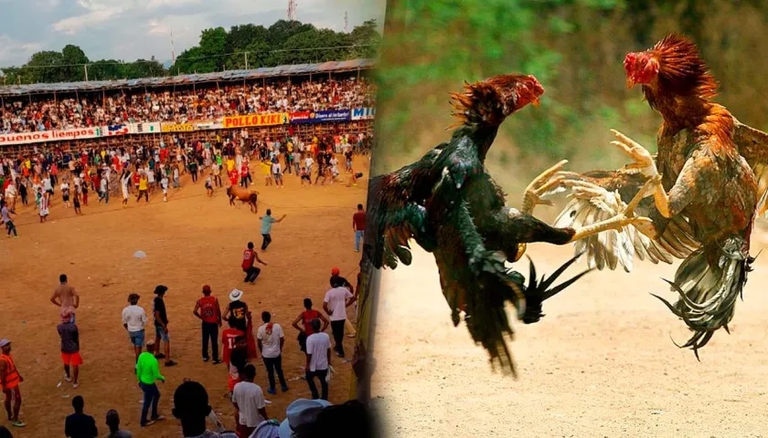 La Corte Constitucional dejó en firme prohibición de corralejas y peleas de gallos.