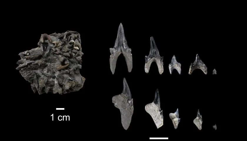 Protolamna ricaurtei