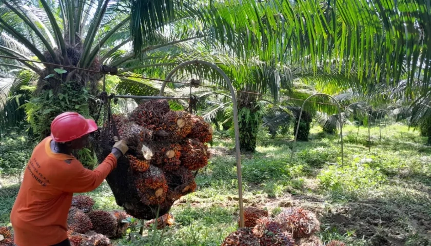 El sector palmicultor trabaja para ser autosuficiente en términos energéticos.