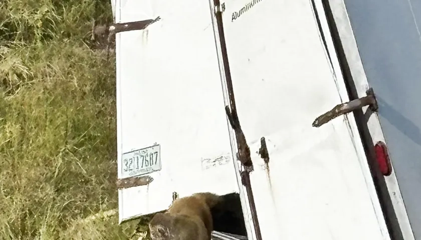 Camión que transportaba los monos rhesus se volcó en la Interestatal 59 en el condado de Jasper.