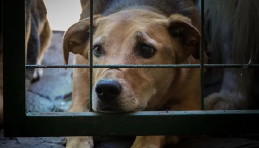 Imagen de referencia. 