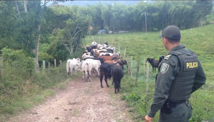 La Policía realiza operativos para evitar este tipo de delitos en contra de los pequeños ganaderos. 