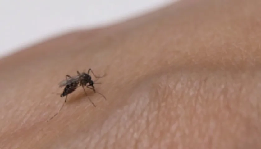 Mosquito del dengue