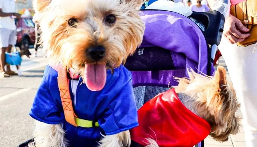 Gatos y perros recibirán una jornada de esterilización.