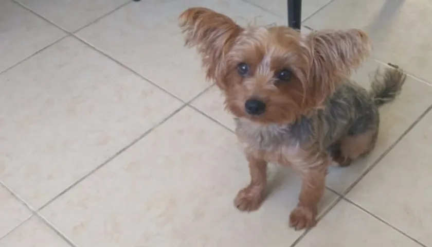  Ofrecen recompensa por 'Atenea'.