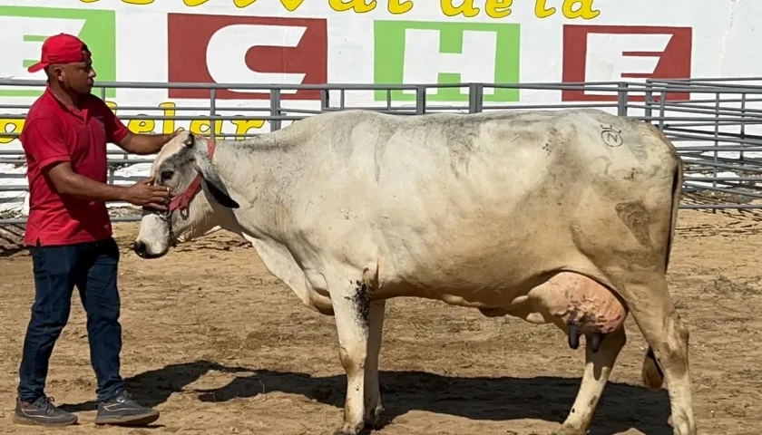 Nauzet, la vaca ganadora del Concurso de la Vaca Lechera.