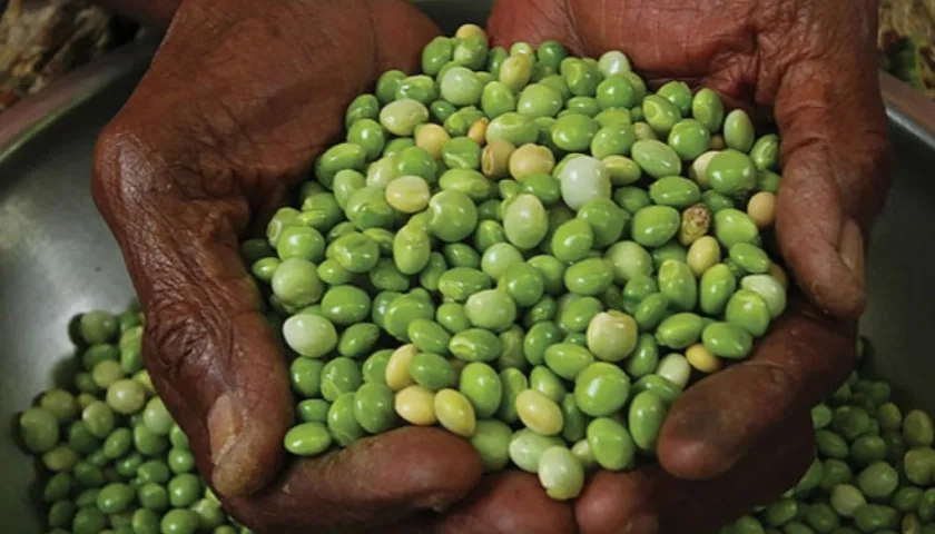 El guandú, rica en proteínas. 