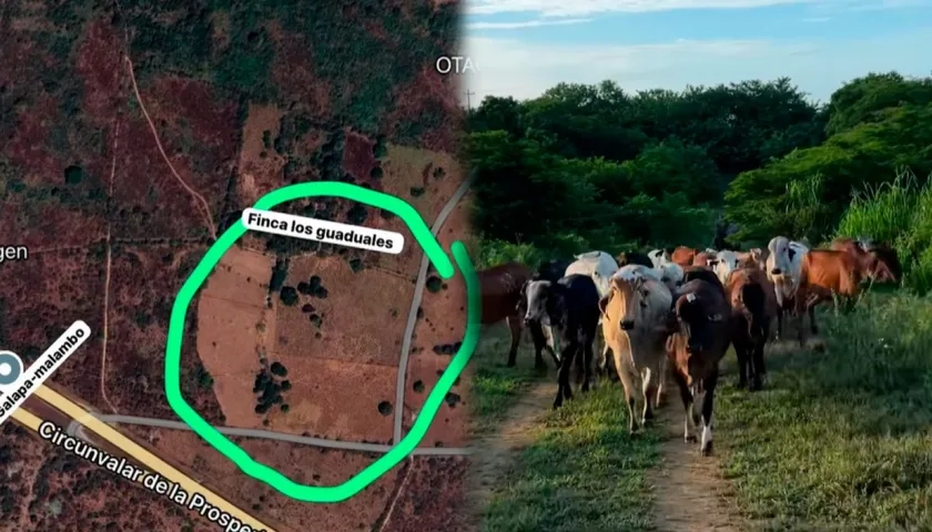 Finca y semovientes robados. 