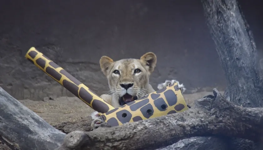 El predio está ubicado en la franja de amortiguación entre el proyecto Ciudad Mallorquín y la Ciénaga.