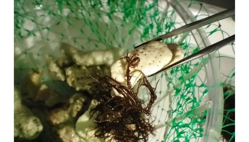 Algas en laboratorio