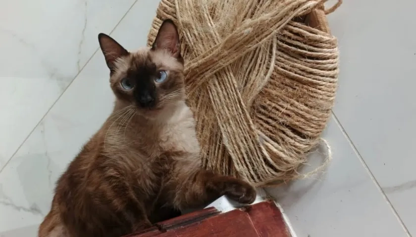 "Bebé white" se extravió el domingo de la carrera 43 con calle 98.