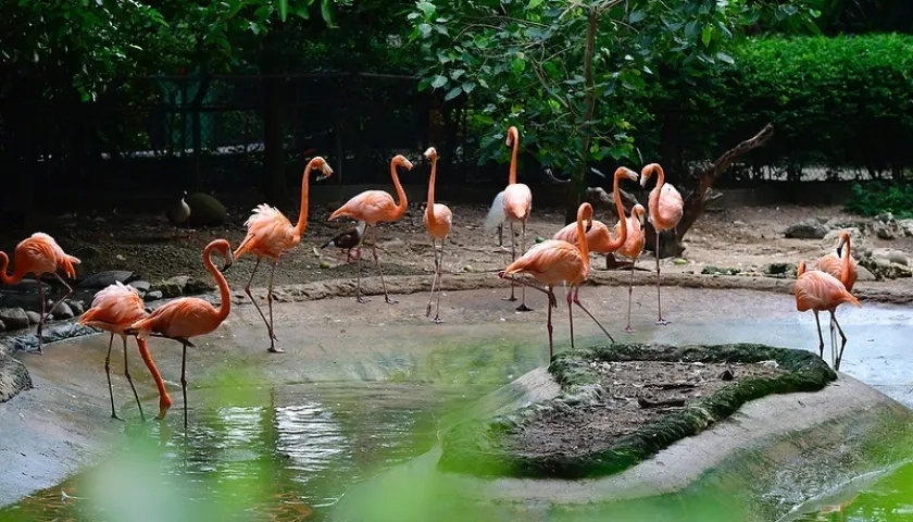 Un grupo de flamencos del Zoológico de Barranquilla. 