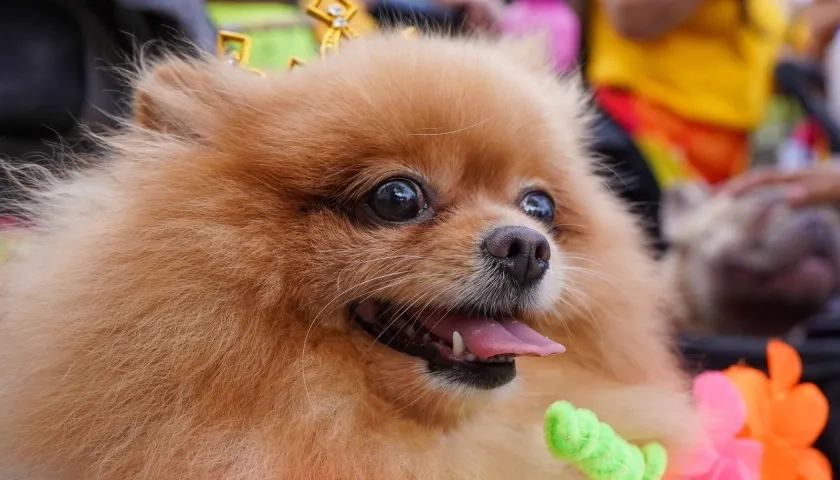 Mascotas en el desfile. 