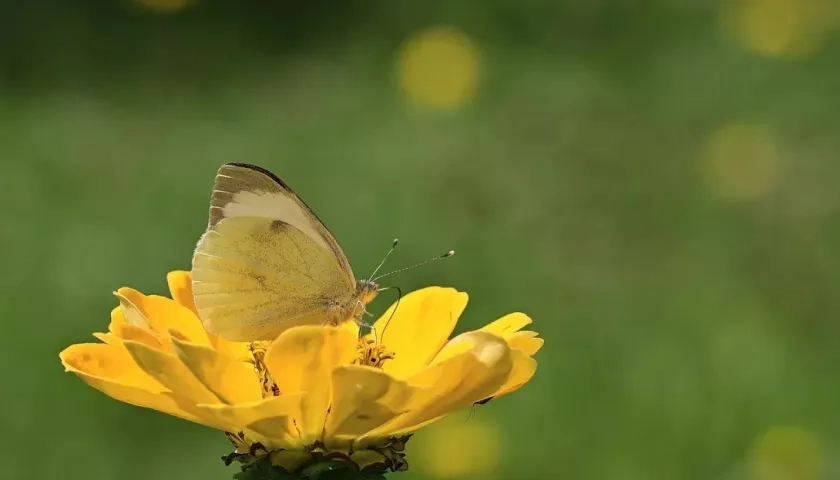 El recorrido inicia a la 1:00 de la tarde.