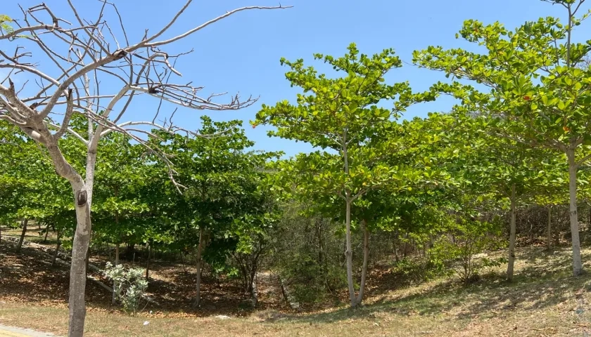 Árboles en Barranquilla.