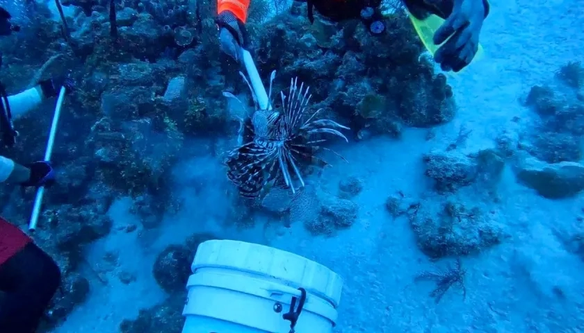 Caza de pez león en San Andrés.