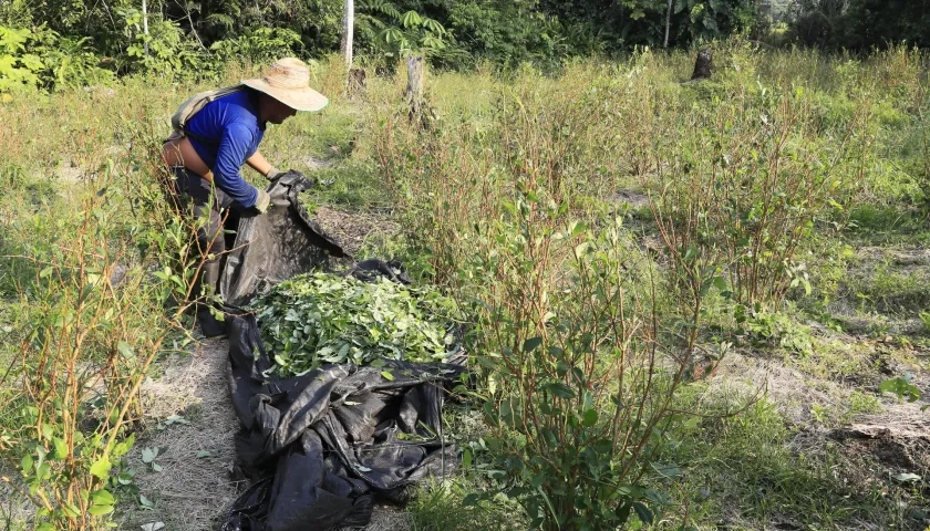 Cultivos de coca. 
