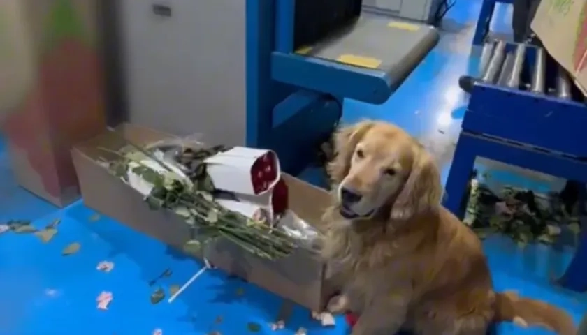 La droga fue detectada por un canino de la Policía Antinarcóticos. 