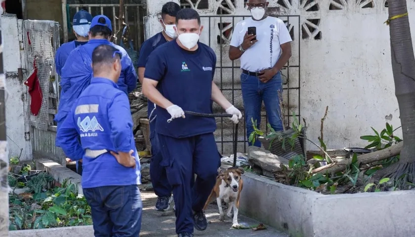 Recuperación de animales en vivienda del norte. 