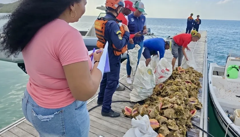 Caracoles pala incautados por la Armada Nacional. 