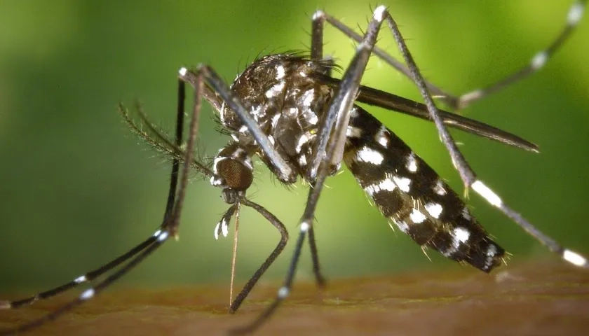 Mosquito transmisor del dengue.