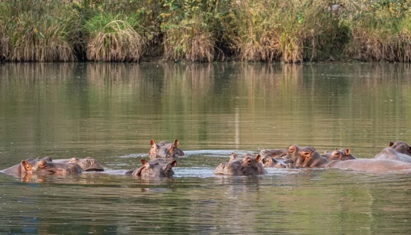 Hipopótamos colombianos.