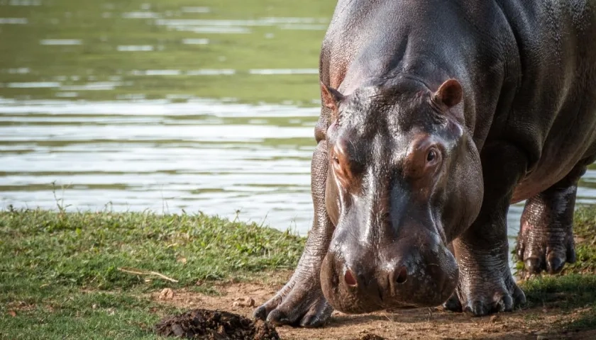 Hipopótamo en el Magdalena Medio. 