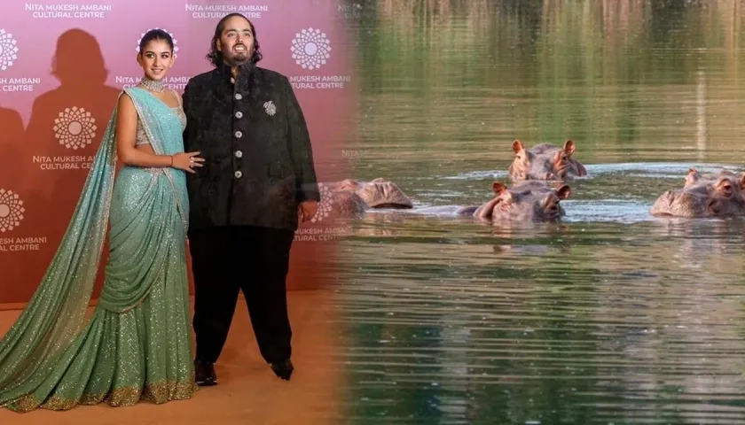 El heredero multimillonario indio Anant Ambani y los hipopótamos.