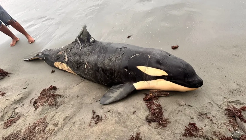 La orca hallada muerta en la playa de Moñitos. 