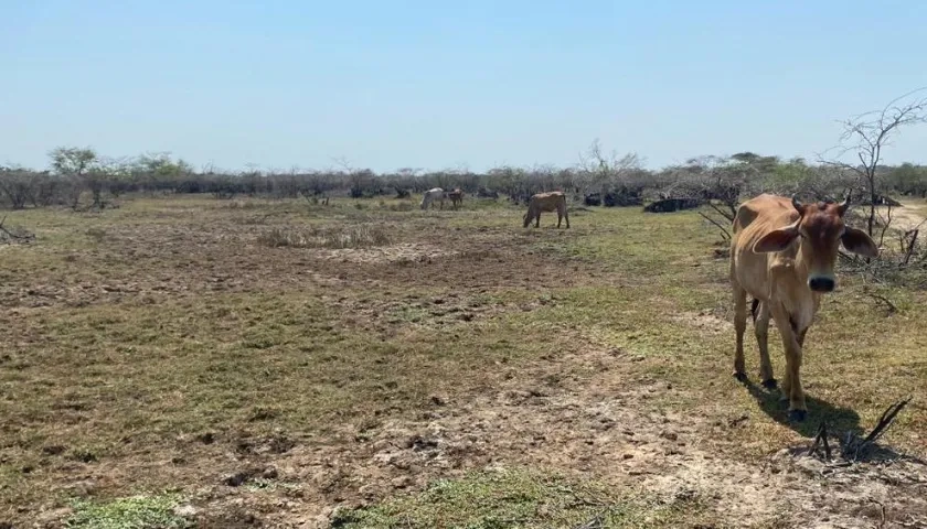 La sequía producida por el fenómeno de 'El Niño' tiende a ser fatal para la ganadería y la agricultura. 
