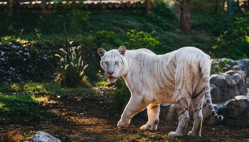 Un tigre en su espacio en Vantara.