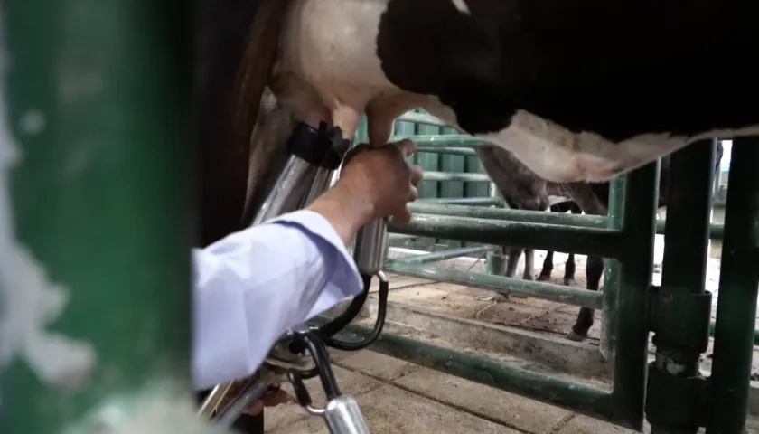 Producción de leche. 