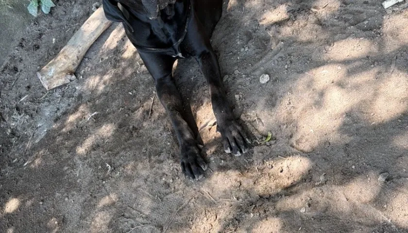 La mascota extraviada. 