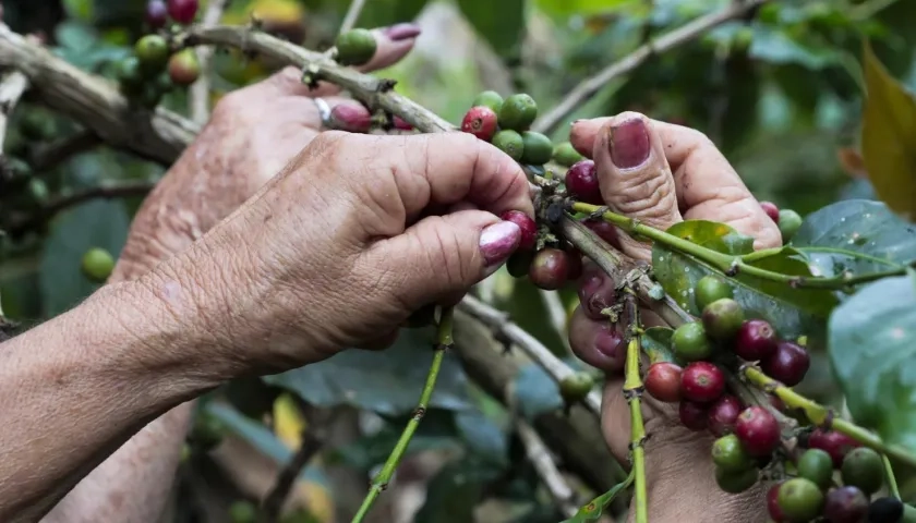 El anuncio fue dado por la Federación Nacional de Cafeteros.