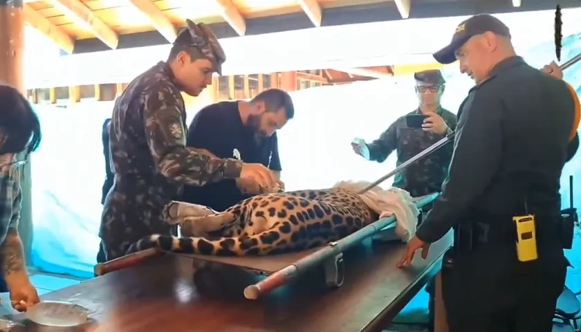 Autoridades ambientales en momentos que atendían al jaguar. 