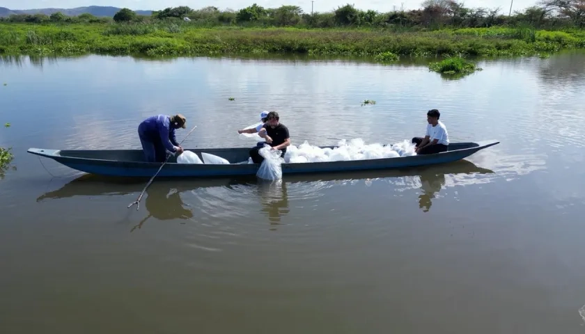 Jornada de siembra de alevinos en el embalse de El Guájaro. 