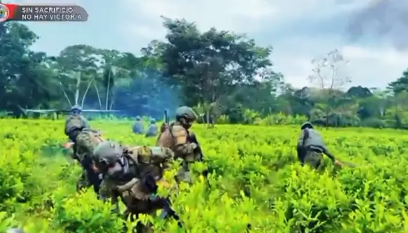 Plantas de coca destruidas por el Ejército ecuatoriano. 