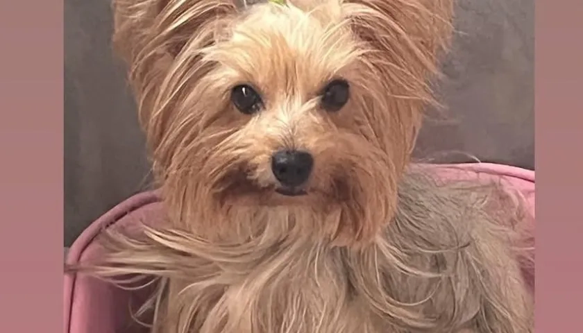 Lulú