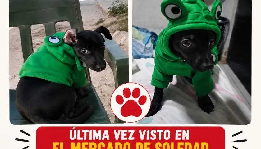 'Corozito' es raza pinscher.