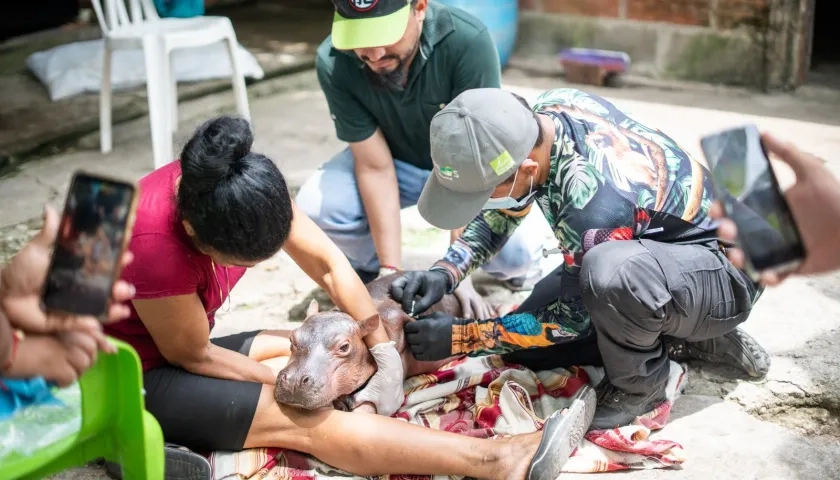 Hipopótamo recién nacido que murió tras ser rescatado