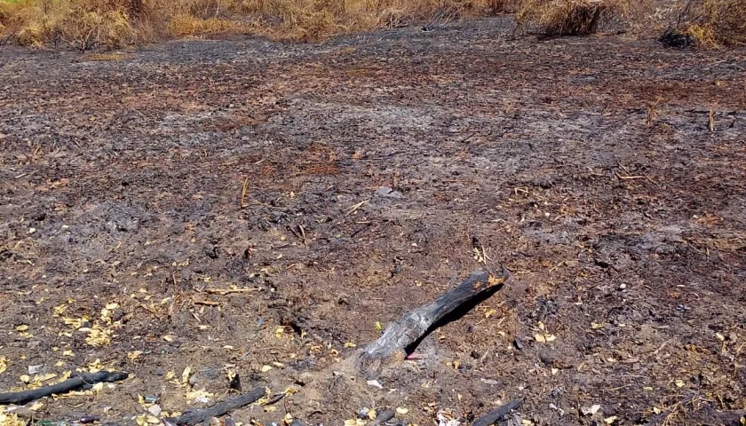 El fenómeno de El Niño incrementa los riesgos de incendios forestales. 