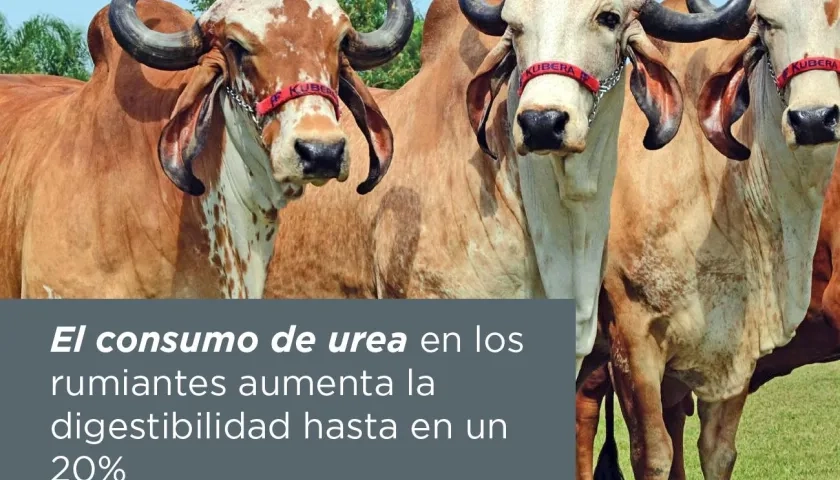 Imagen de referencia.