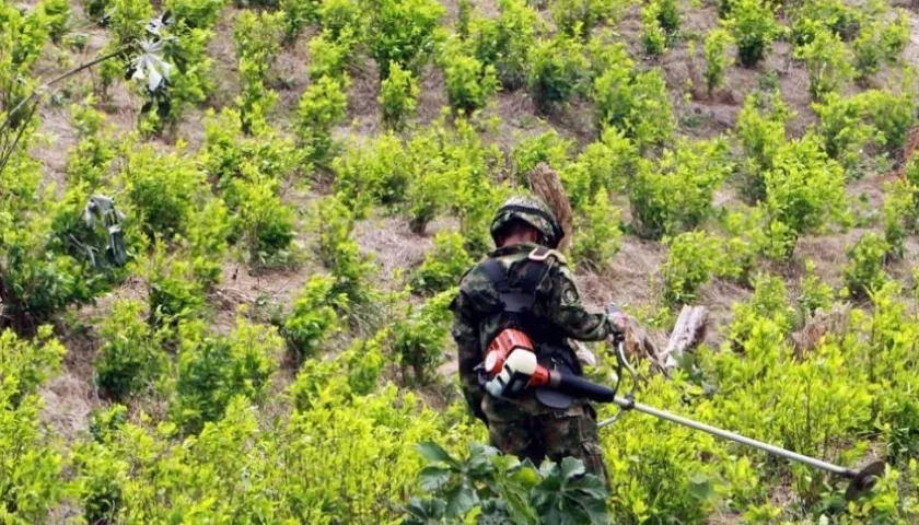 Cultivo de coca.