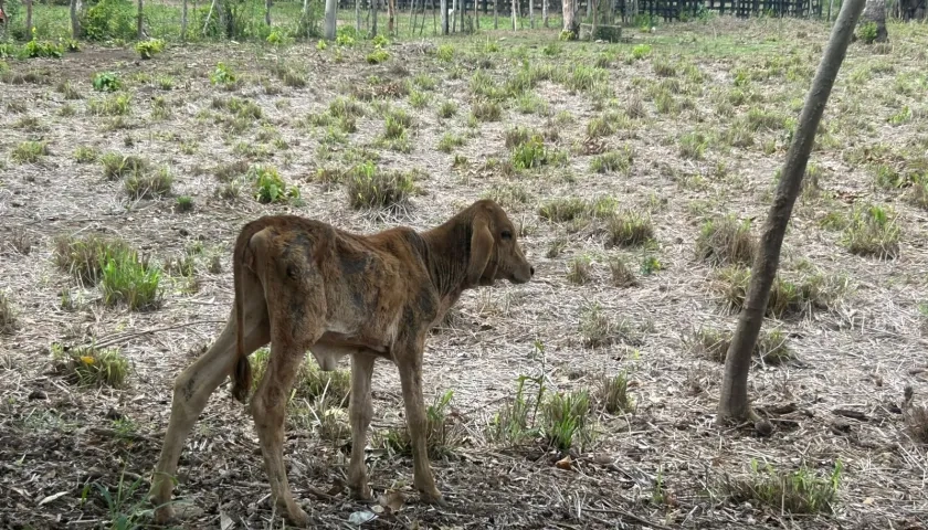 Fenómeno de El Niño en Atlántico