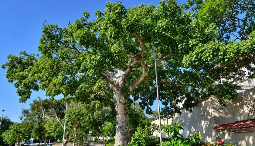 Ceiba blanca. 